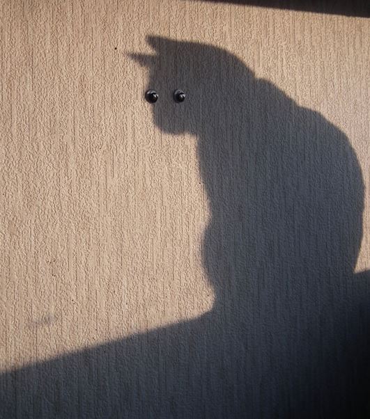perfectly timed cat shadow