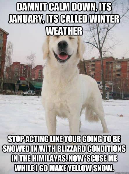 snow dog meme