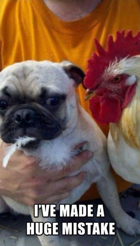 huge-mistake-rooster