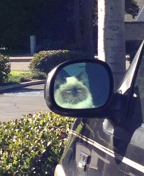funny-cat-reflection