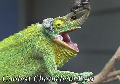 coolest chameleon