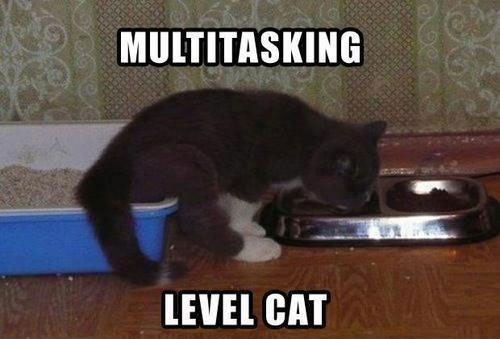 multitasking-cat
