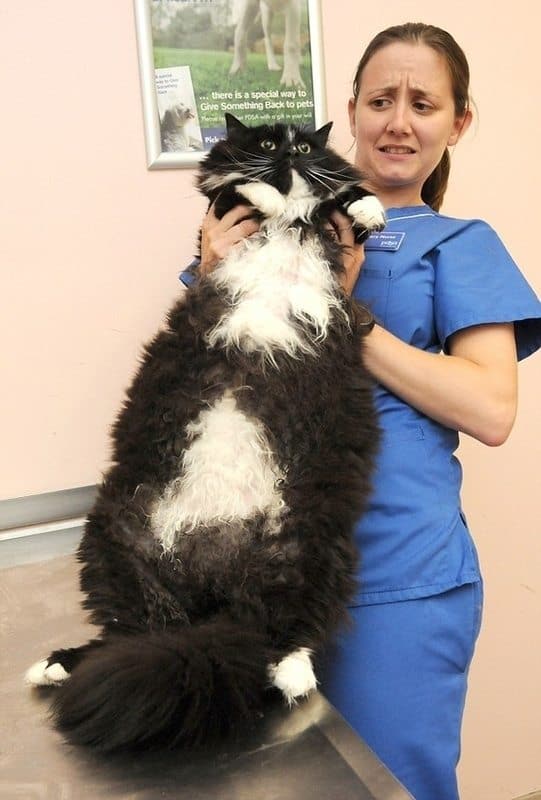 insanely fat cat
