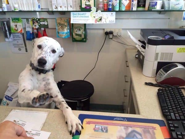 front desk dog