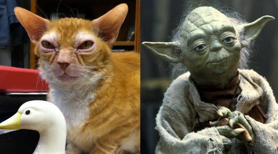 Animals Who Aren't Aware They Look Like Famous Fictional Characters