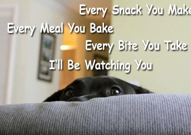 every snack you make dog meme