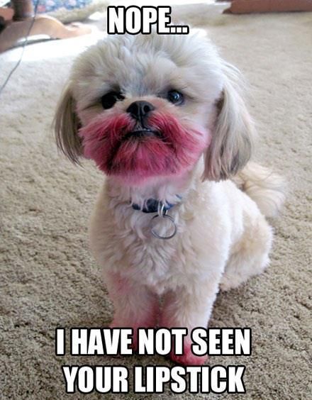 lipstick dog meme