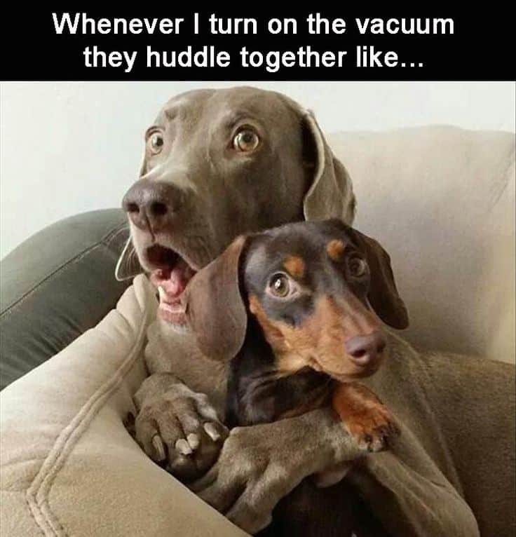 vacuum dog meme