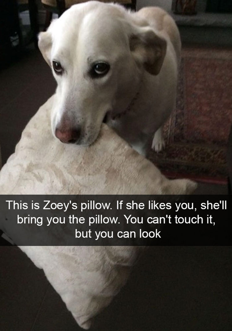 dog pillow dog meme