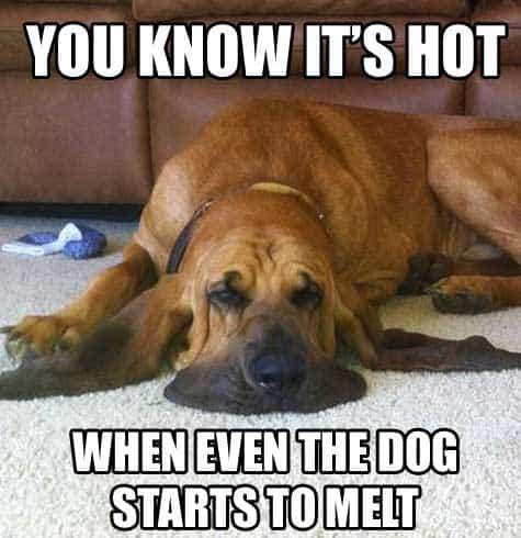 melting dog meme