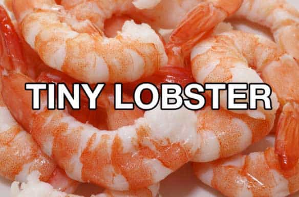 tiny-lobster
