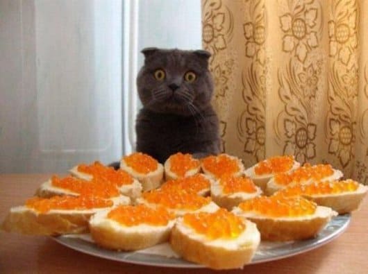 caturday-picture-funny-cat-photo
