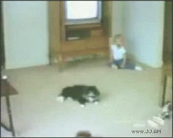 caturday-pictures-cat-RC-car-gif