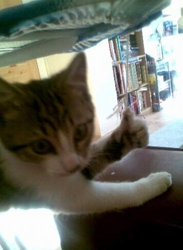thumbs-up-cat-caturday-pictures