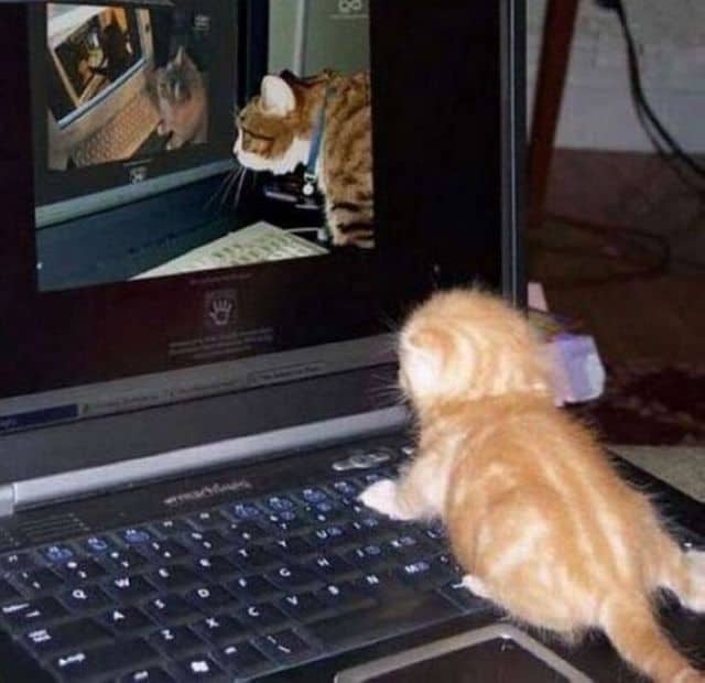 cat-computer-looking-at-himself-kitten-keyboard-laptop