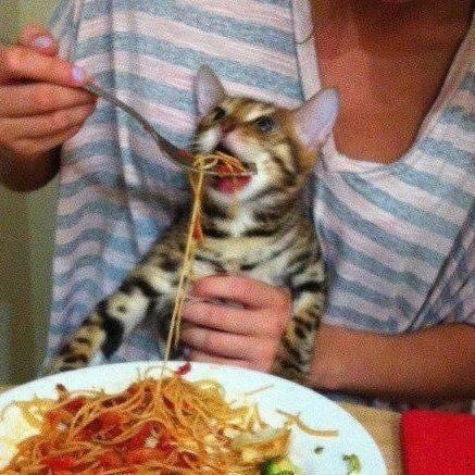 spaghetti-cat-kitten-eating-pasta