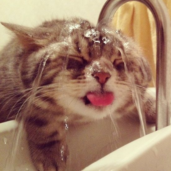 cats-in-sinks-loving-funny