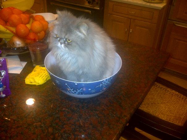 cat-looking-sad