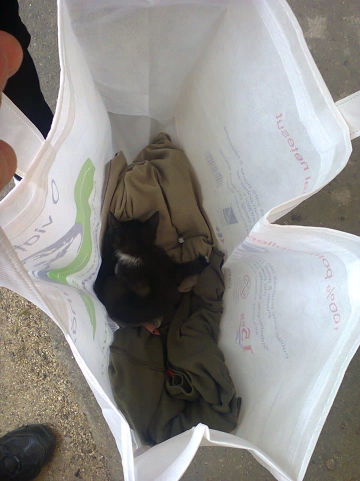 cat in a shopping bag
