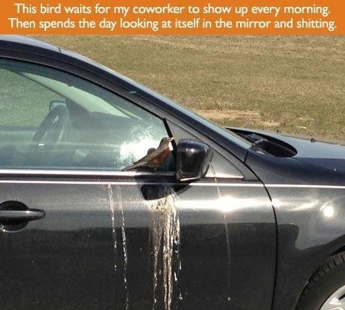 idiot bird poop mirror funny