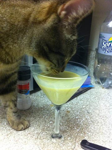 cat drinking alcohol 