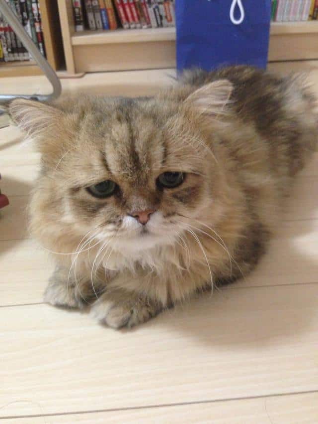 caturday-sad-cat