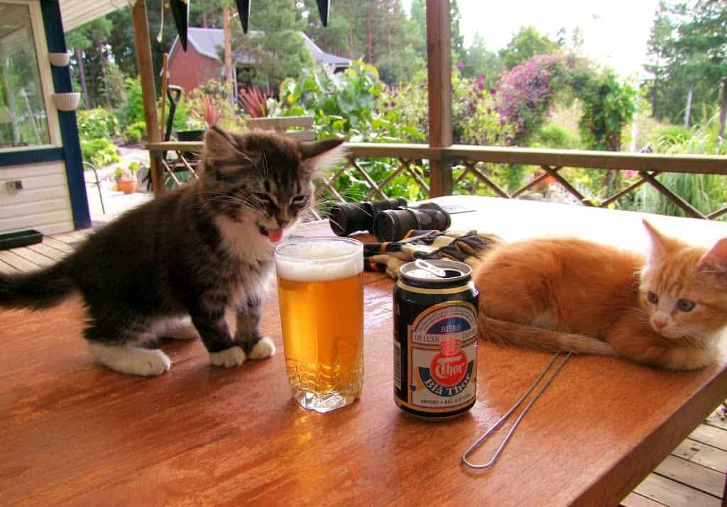 cat-beer-picture-kitten-drinking-beer