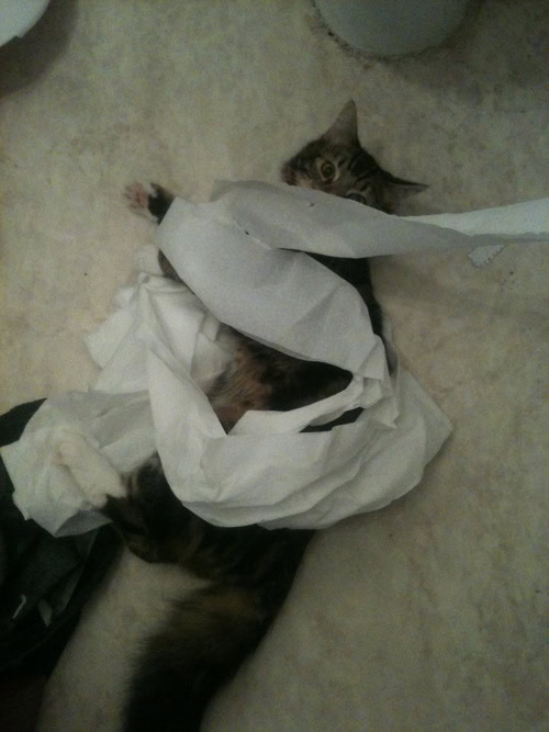 cat toilet paper destroys bathroom