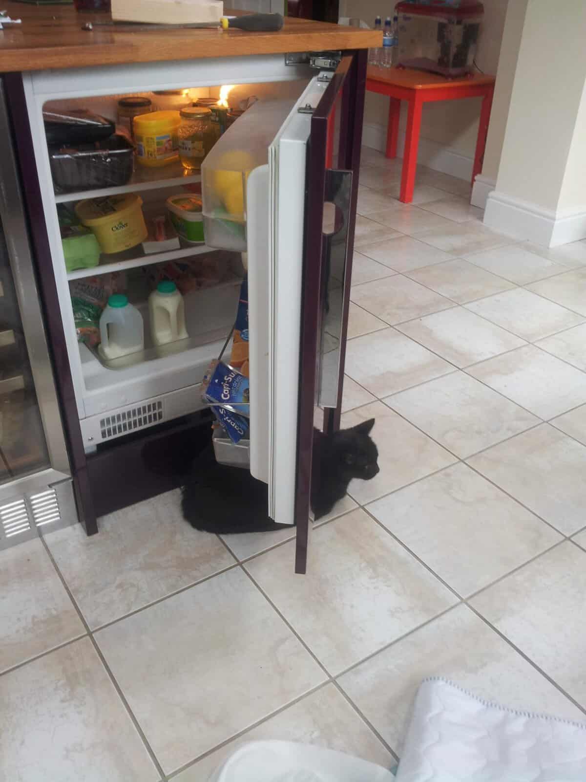 cat refrigerator