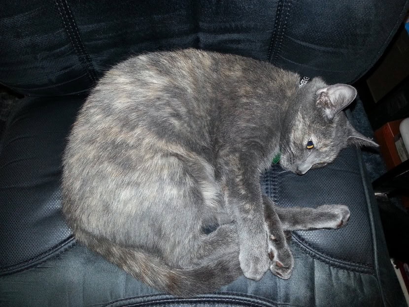 cat on chair