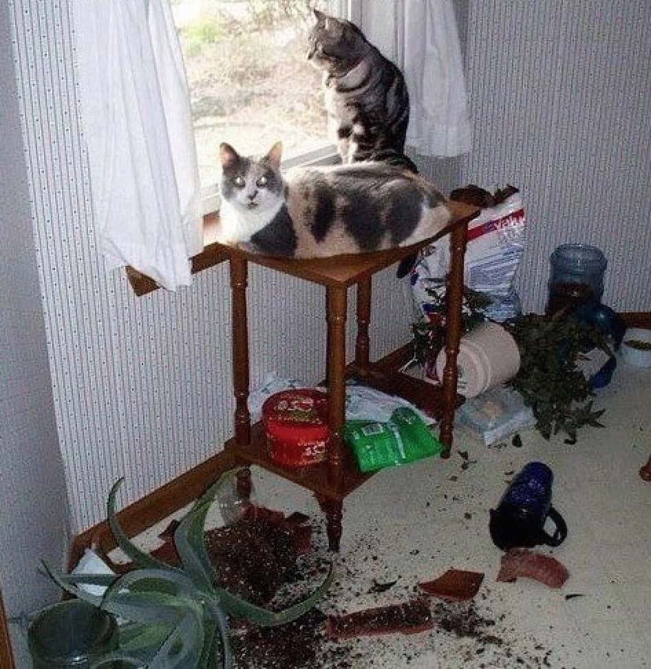 cats destroyed blinds room