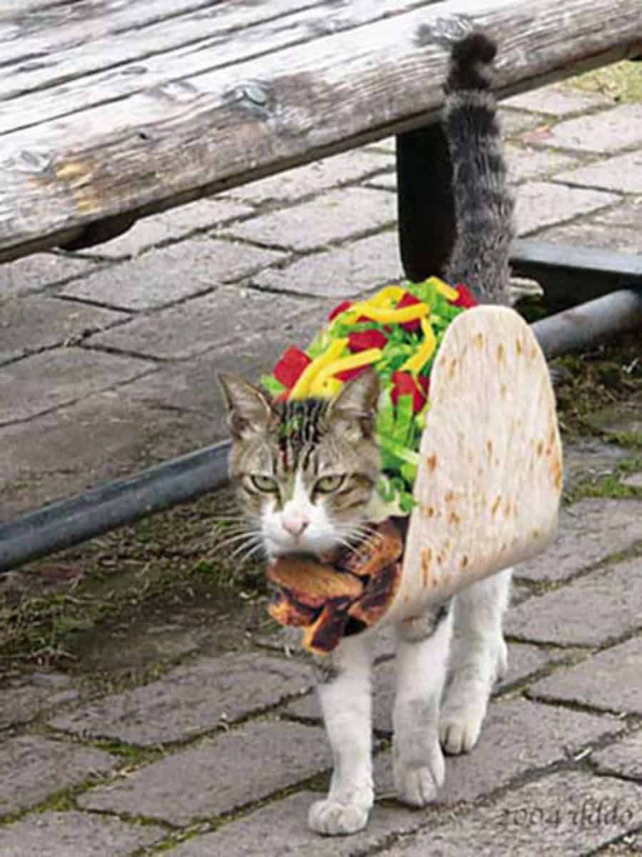 taco costume taco cat