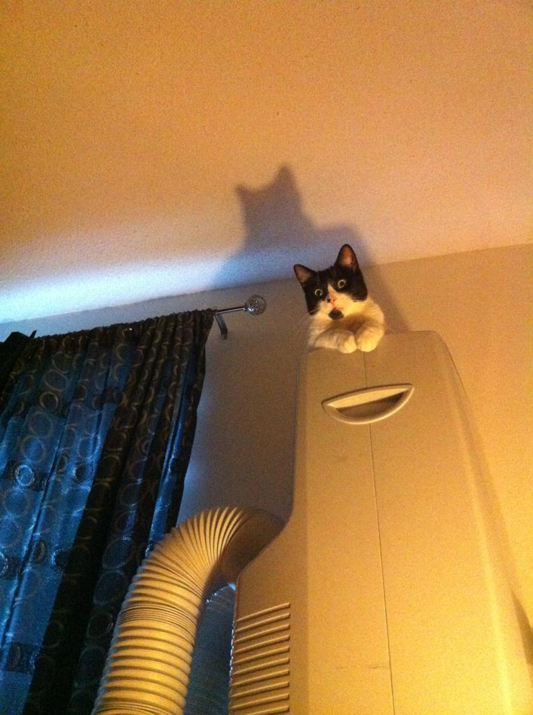 scary-cat-picture-batman-cat