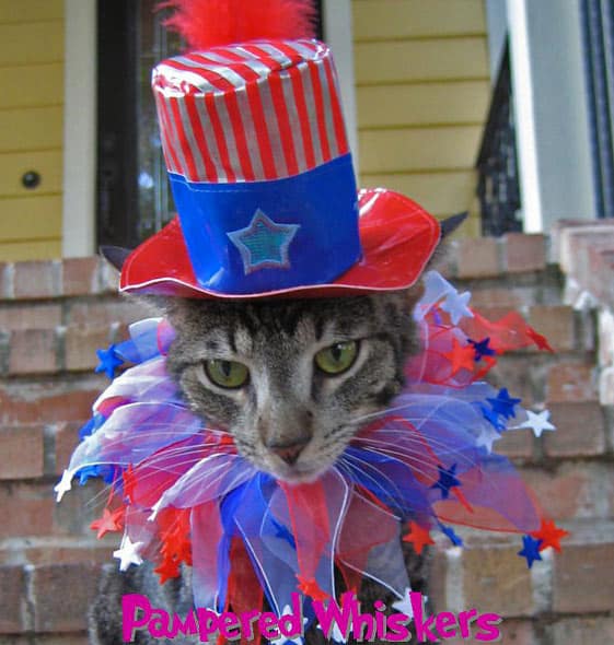 america-cat