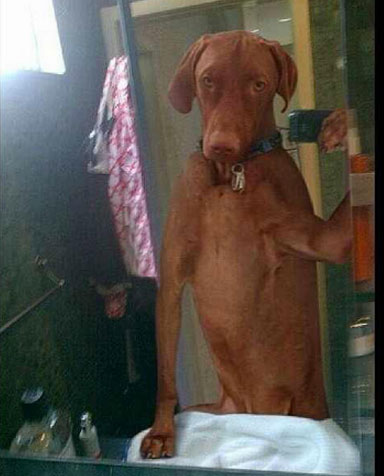The 25 Funniest Animal Selfie Pictures Ever