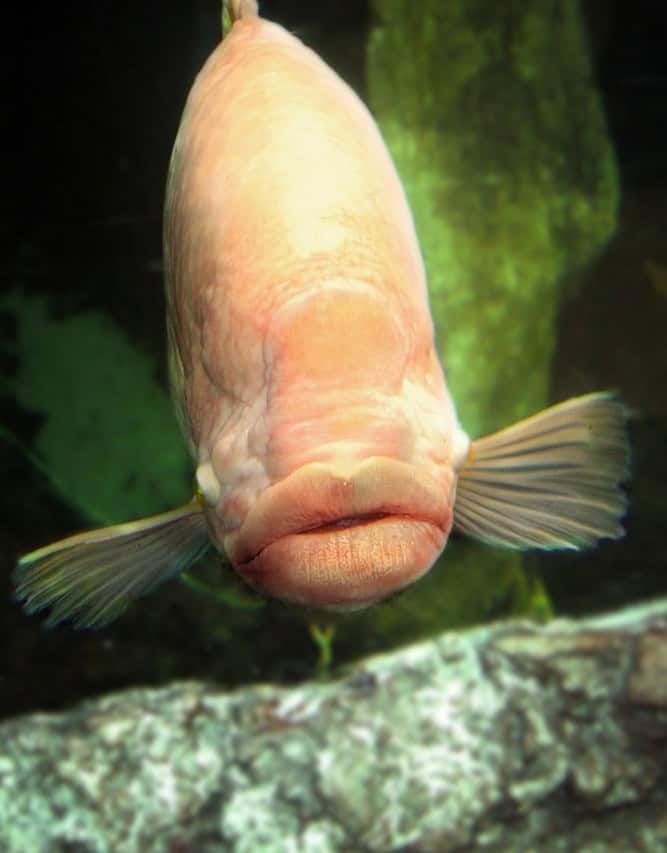 animal human lips