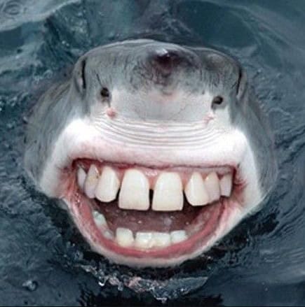 animal human mouth