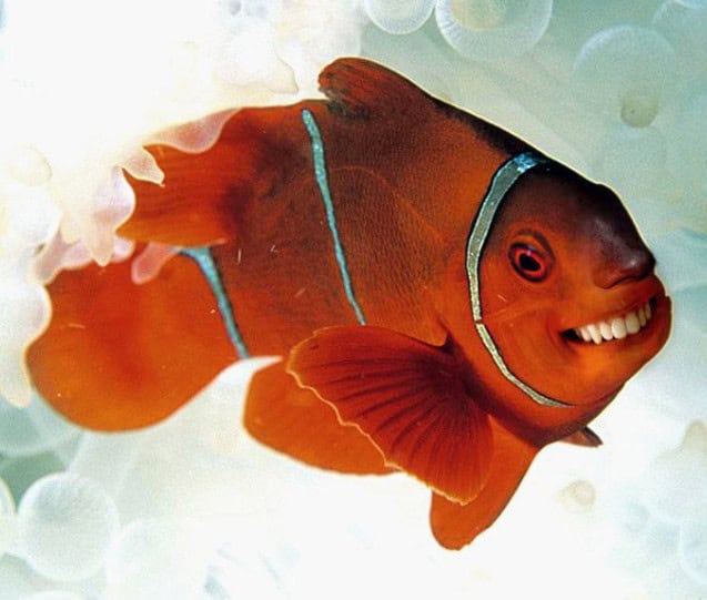 animals human teeth photoshop