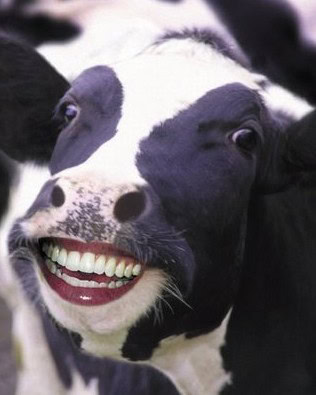 animals with human mouth pics