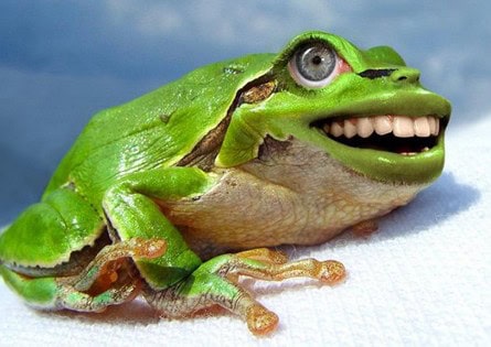 animals with human mouths gallery