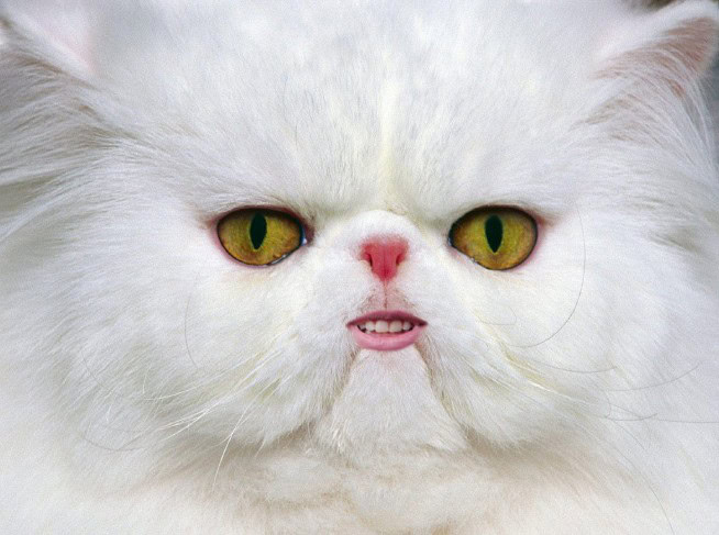 animals with human teeth