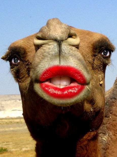 animals with teeth