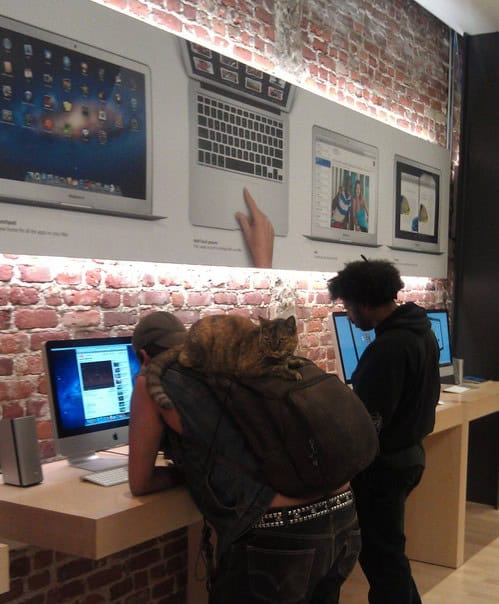 apple store cat