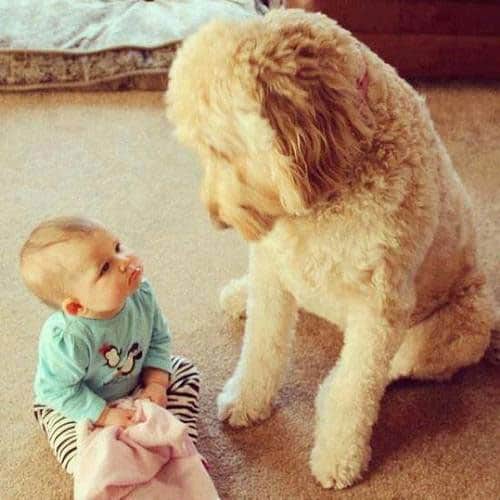 babies-puppies