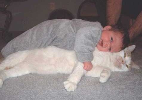 baby-cat-pictures