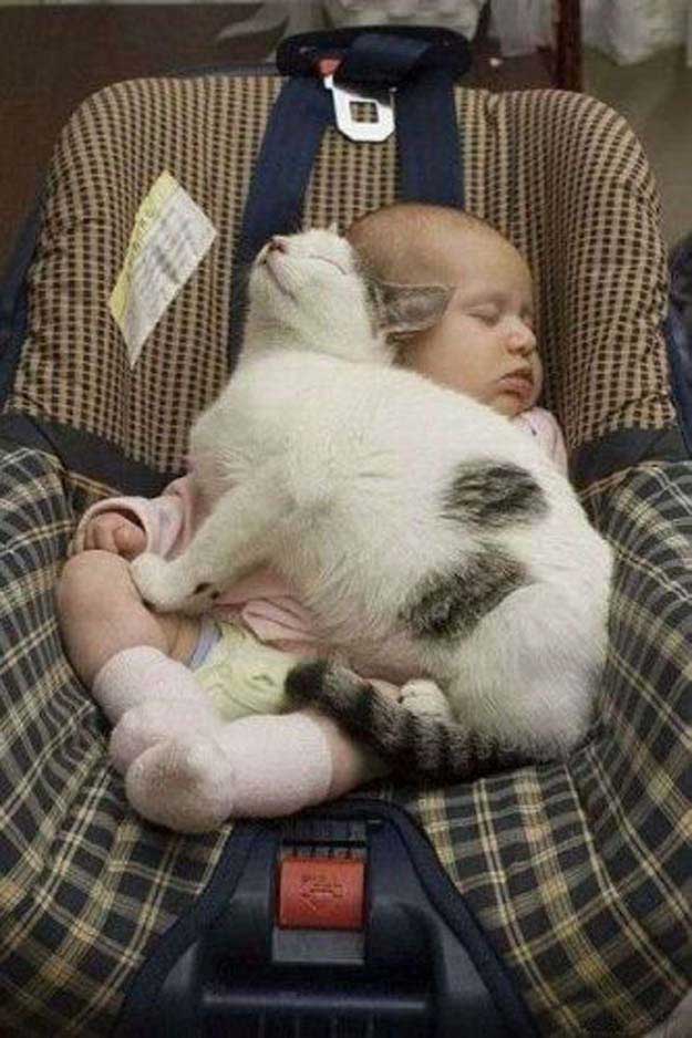 baby-cat-sleeping
