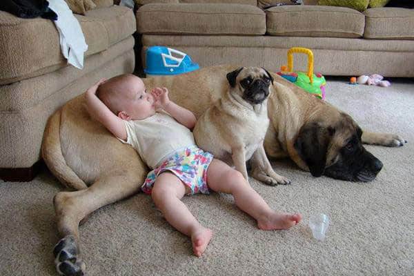 baby-chilling-dog