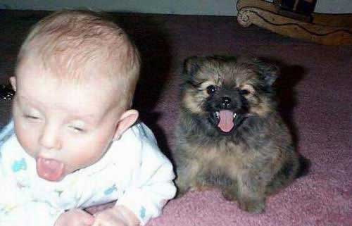 baby-dog-funny-face