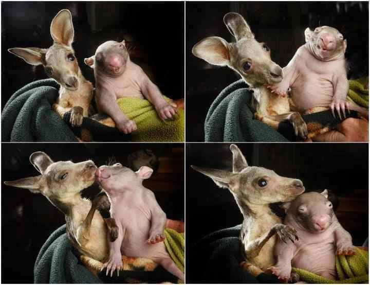 baby-kangaroo-and-wombat