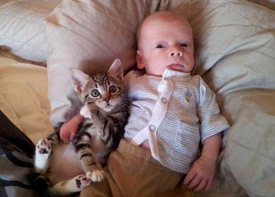 baby-kitten-funny